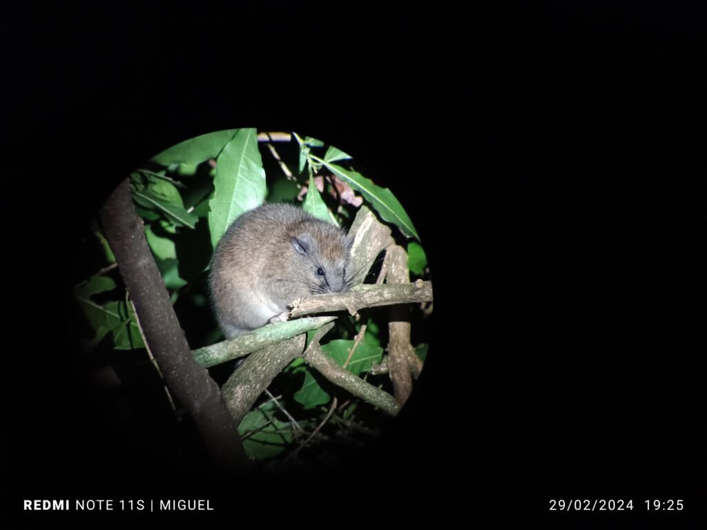 whatsapp image 2025 10 17 at 5.35.15 pm