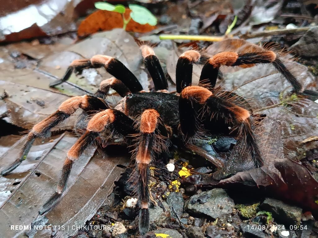 whatsapp image 2025 10 17 at 5.35.42 pm (1)