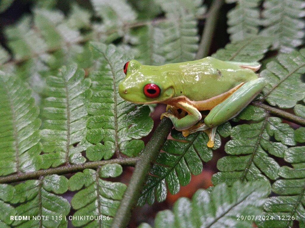 whatsapp image 2025 10 17 at 5.35.42 pm