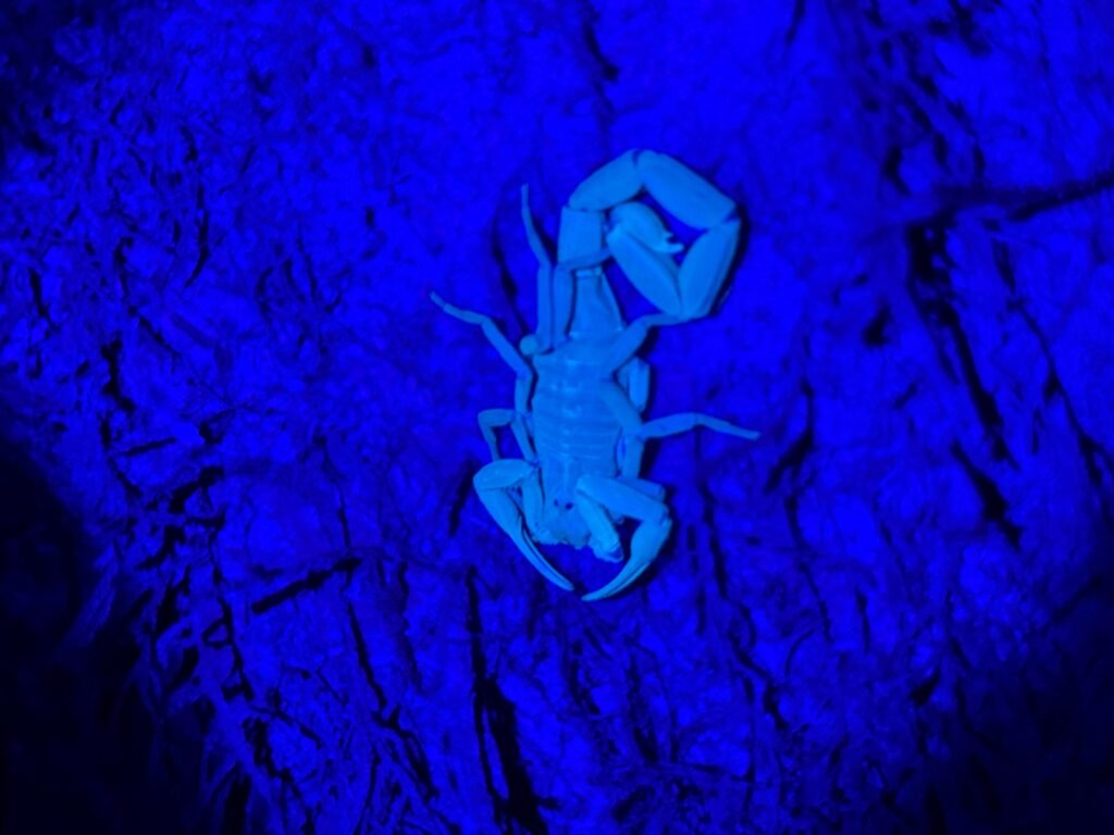 whatsapp image 2025 10 17 at 5.35.42 pm (2)