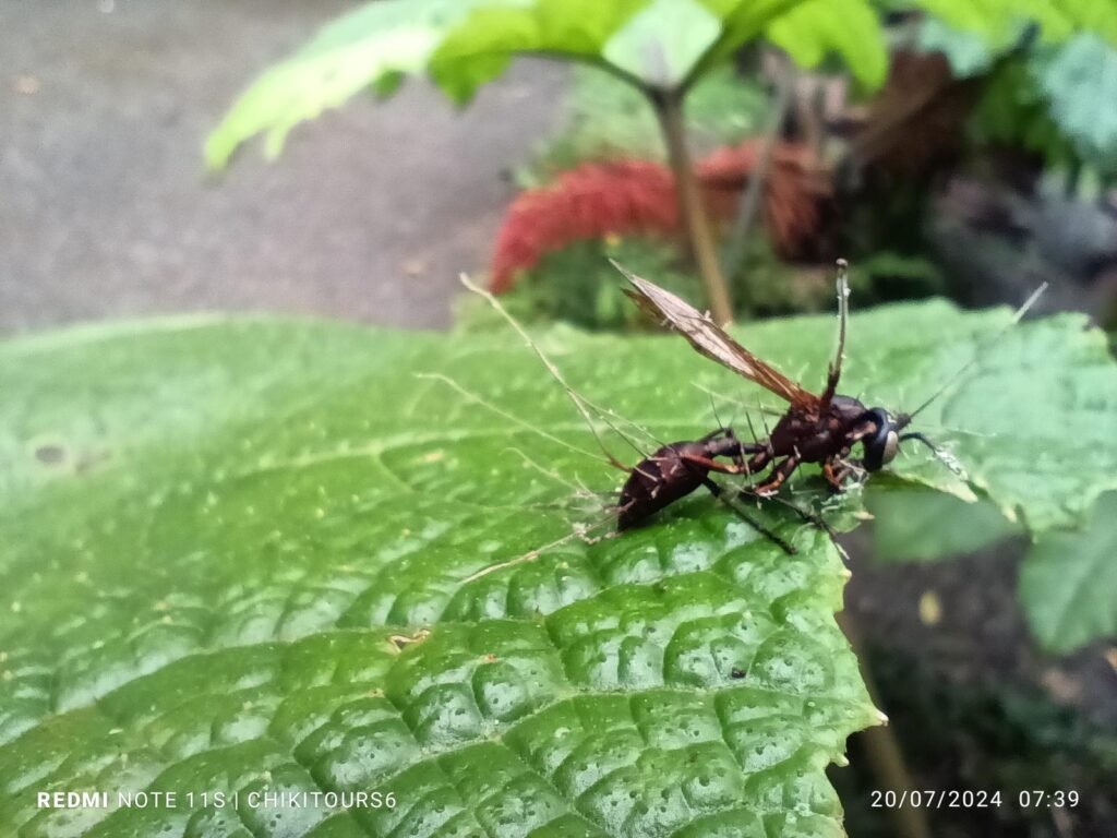 whatsapp image 2025 10 17 at 6.03.45 pm (3)